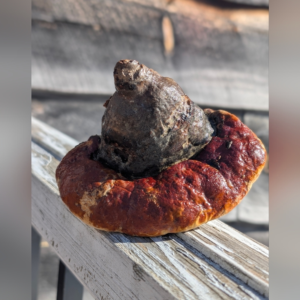 🍄 Varnished Woodland Mushroom | Reishi Handcrafted Nature Decor | Cottagecore